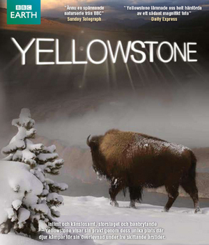 Yellowstone poster